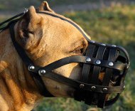 Amstaff Hundemaulkorb aus Leder mit Luftzirkulation