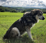 Aussie Hundegeschirr mit Polsterung, universell Aussie Hundegeschirr mit Polsterung, universell