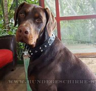 Dobermann Nieten Halsband aus Leder Dobermann Nieten Halsband aus Leder