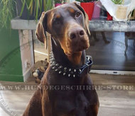 Exklusives Halsband für Dobermann Hund Exklusives Halsband für Dobermann Hund