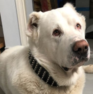 Extra breites Hund Halsband für Mittelasiatischen Schäferhund Extra breites Hund Halsband für Mittelasiatischen Schäferhund