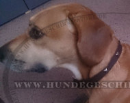 Feines Leder Halsband mit Luxus Nieten für Labrador Feines Leder Halsband mit Luxus Nieten für Labrador