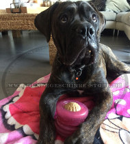 Futter-Kauspielzeug für großen Hund Bullmastiff Futter-Kauspielzeug für großen Hund Bullmastiff