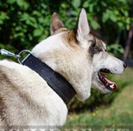 Halsband für Laika, gepolstert für Arbeitshunde Halsband für Laika, gepolstert für Arbeitshunde