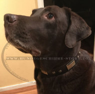 Halsband für Labrador Hund, luxuriös genietet Halsband für Labrador Hund, luxuriös genietet