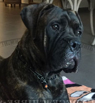 Herm Sprenger Hundekette für Bullmastiff Herm Sprenger Hundekette für Bullmastiff