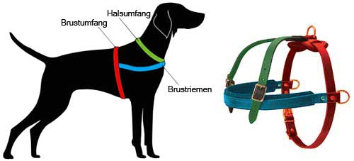 Hundegeschirr Leder messen