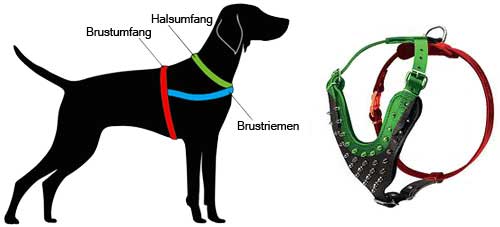 Hundegeschirr Leder messen