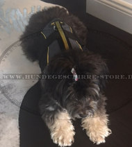 Rehabilitationsgeschirr / Hundeweste für Löwchen Hund Rehabilitationsgeschirr / Hundeweste für Löwchen Hund
