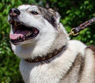 Hundehalsband Leder für Husky, Nietenzubehör! Hundehalsband Leder für Husky, Nietenzubehör!