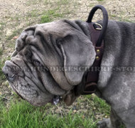 Mastiff Halsband mit Handschlaufe für Agilität und Training Mastiff Halsband mit Handschlaufe für Agilität und Training