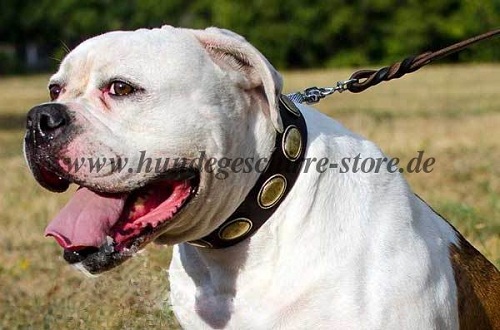 Luxus halsband mit Ovalen fuer American Bulldog