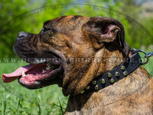 Luxus Hunde Lederhalsband mit Pyramiden fuer 
Deutscher Boxer