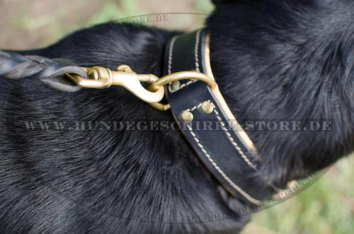 Nappa Halsband aus Leder mit Polsterung
fuer Schweizer Sennenhund