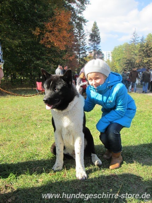 Akita Geschirr kaufen