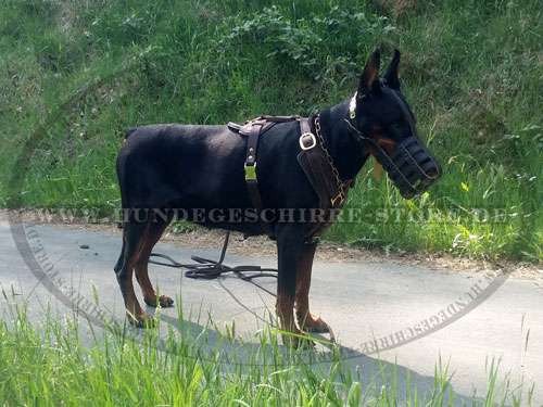 Dobermann Diensthund Geschirr für Schutzhund kaufen