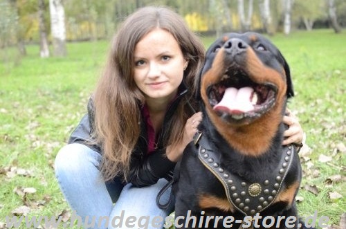 Hundegeschirr Leder gepolstert für Rotweiler