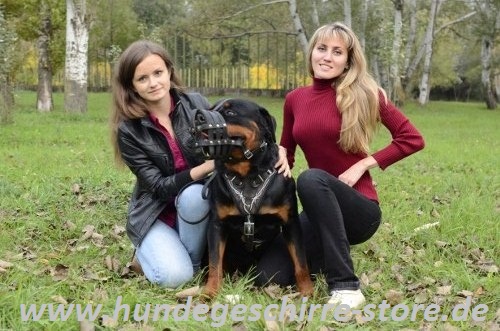 Hundegeschirr Leder gepolster mit Nieten Rotweiler