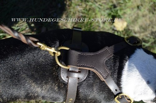 Bullterrier Leder Hundegeschirr mit
Nieten
