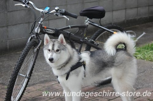 Fahrradfahren Geschirr fuer Hunde