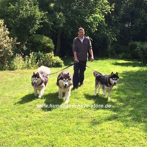 Husky Hunde-Leinen Nylon für Hundetraining