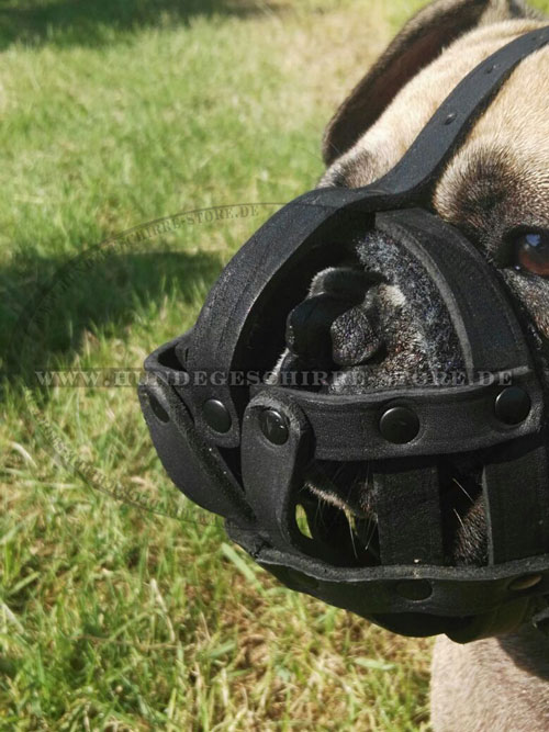 Leder Hundemaulkorb für Französische Bulldogge kaufen