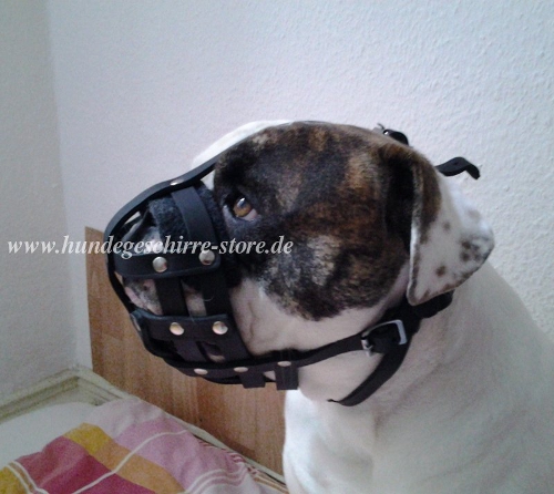 bulldog muzzle leather buy