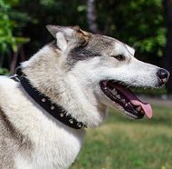 Einzigartiges Leder Hundehalsband für Laika 2015 Einzigartiges Leder Hundehalsband für Laika 2015