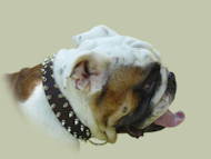 Englische Bulldogge Halsband aus Leder mit 2-reihigen Nieten Englische Bulldogge Halsband aus Leder mit 2-reihigen Nieten