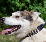 Leder Hundehalsband mit Pyramiden für Westsibirische Laika Leder Hundehalsband mit Pyramiden für Westsibirische Laika