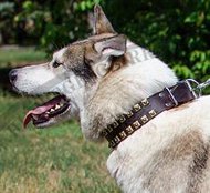 Hundehalsband aus Leder mit Quadratnieten für Laika Hochwertig Hundehalsband aus Leder mit Quadratnieten für Laika Hochwertig