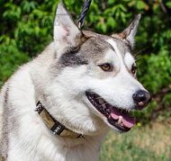 Exklusives Hundezubehör | Leder Hundehalsband für Laika TOP Exklusives Hundezubehör | Leder Hundehalsband für Laika TOP