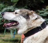 Hundehalsband Leder mit Namensschild für Westsibirische Laika Hundehalsband Leder mit Namensschild für Westsibirische Laika
