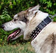 Hundehalsbänder Exklusiv aus Leder für Westsibirische Laika Hundehalsbänder Exklusiv aus Leder für Westsibirische Laika