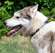 Leder Nietenhalsband für Laika Messing-Nieten NEW Leder Nietenhalsband für Laika Messing-Nieten NEW