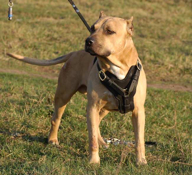 Edles Hundegeschirr aus Leder