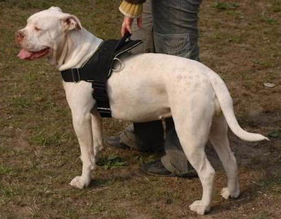 Hundegeschirr für American Bulldog mit Griff kaufen