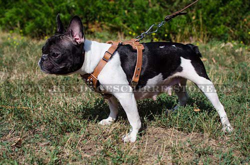 Hundegeschirr leder Französische Bulldogge