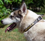 Hundehalsband Fettleder mit Messing-Platten - Laika 2015 Hundehalsband Fettleder mit Messing-Platten - Laika 2015
