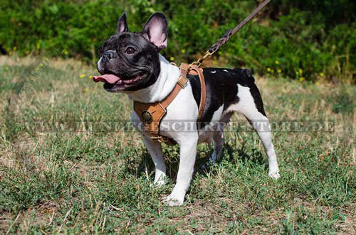Geschirr Französische Bulldogge = Gepolstertes Hundegeschirr für Franzoesische Bulldogge €719 Geschirr Französische Bulldogge = Gepolstertes Hundegeschirr für Franzoesische Bulldogge €719