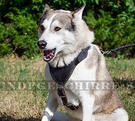 Laufgeschirr für Laika | Brustgeschirr aus Leder Qualität Laufgeschirr für Laika | Brustgeschirr aus Leder Qualität