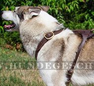Leder Hundegeschirr Leichtgewicht | Laika Geschirr BEST Leder Hundegeschirr Leichtgewicht | Laika Geschirr BEST