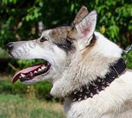 Hunde Lederhalsband | Westsibirische Laika Halsband ☰ Hunde Lederhalsband | Westsibirische Laika Halsband ☰