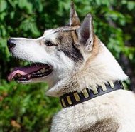 Hundehalsband mit Platten | Halsband für Laika Hochwertigkeit Hundehalsband mit Platten | Halsband für Laika Hochwertigkeit
