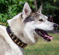 Exklusives Hundehalsband für Westsibirische Laika Erste Klasse Exklusives Hundehalsband für Westsibirische Laika Erste Klasse