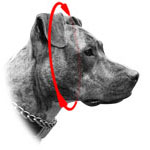 Wie den Hund für Zughalsband korrekt zu messen