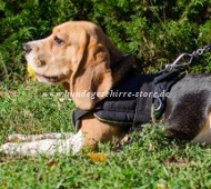 Allwetter-Hundegeschirr aus Nylon für Beagle