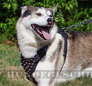 Hundegeschirr aus Leder für Laika | Brustgeschirr Super 2015 Hundegeschirr aus Leder für Laika | Brustgeschirr Super 2015
