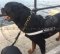 Rottweiler Hundegeschirr mit Logos, Allwetter-Nylon