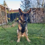 Hundegeschirr Leder TOP-Klasse | Hunde-Ledergeschirr fein_9